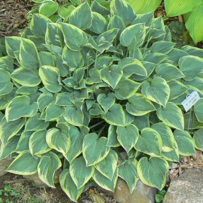 Hosta 'Veronica Lake'